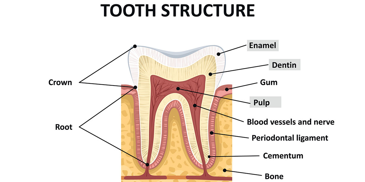tooth structure of a healthy tooth